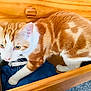 cat, orange_cat, white_cat, wooden_drawer, fabric, indoor, curious, pet, feline, paw, close_up, blurry_face, striped_fur, carpet, home, drawer_handle, whiskers, ears, yellow_eyes, exploration