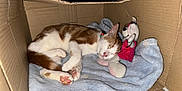 Chewbacca is registered to the contest to win money with this photo: animal, blanket, cardboard_box, cat, cozy, cute, domestic_cat, feline, indoors, mouse_toy, orange_and_white, paw, pet, pink_paw_pads, plush_toy, relaxation, resting, sleeping, soft, toy