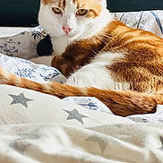 Chewbacca joined the competition — help win amazing prizes! animal, bed, blanket, cat, close_up, comfort, cozy, cute, domestic_cat, feline, fur, ginger_cat, household, indoor, pet, relaxed, resting, sleepy, star_pattern, white_cat