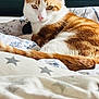 animal, bed, blanket, cat, close_up, comfort, cozy, cute, domestic_cat, feline, fur, ginger_cat, household, indoor, pet, relaxed, resting, sleepy, star_pattern, white_cat