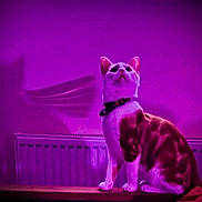 Chewbacca joined the competition — help win amazing prizes! cat, purple_light, shadow, indoor, radiator, collar, pet, feline, sitting, looking_up, animal, domestic, fur, whiskers, ears, tail, ledges, wall, mysterious, night