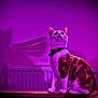 cat, purple_light, shadow, indoor, radiator, collar, pet, feline, sitting, looking_up, animal, domestic, fur, whiskers, ears, tail, ledges, wall, mysterious, night