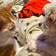 Skye is registered to the contest to win money with this photo: animal, blanket, canine, cat, close_up, companions, curious, cute, dog, domestic, face_to_face, feline, fluffy_dog, fur, indoor, orange_cat, pet, resting, star_pattern, white_dog