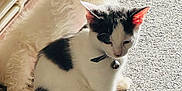 Skye is registered to the contest to win money with this photo: animal, bell, black, calm, carpet, cat, collar, companions, cozy, curious, cute, dog, domestic, fur, indoor, light, pet, sitting, sunlight, white