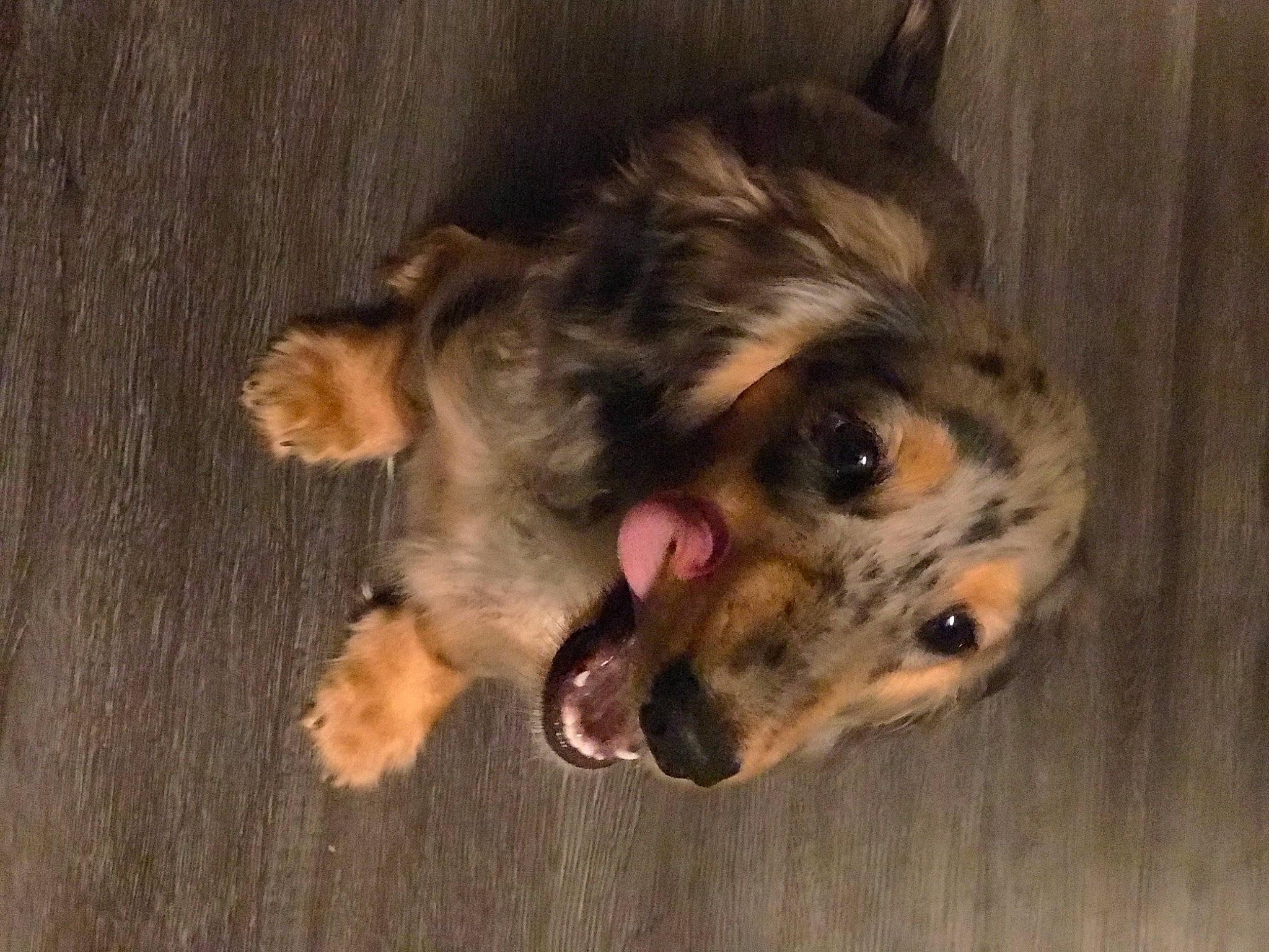 Max joined the competition — help win amazing prizes! canidae, carnivore, companion_dog, dog, dog_breed, dog_supply, ear, eye, fawn, fur, liver, old_german_shepherd_dog, paw, snout, sporting_group, terrestrial_animal, whiskers, wood, working_animal, working_dog