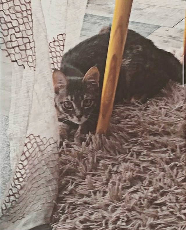 Sacha participe au concours pour gagner de l'argent avec cette photo : carnivore, cat, cat_supply, comfort, domestic_short_haired_cat, fawn, felidae, fur, grass, linens, pattern, pet_supply, small_to_medium_sized_cats, soil, tail, terrestrial_animal, tree, whiskers, wildlife, wood