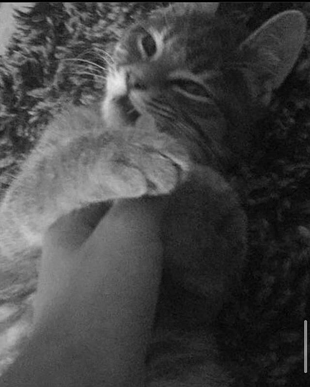 Sacha participe au concours pour gagner de l'argent avec cette photo : black_and_white, carnivore, cat, claw, darkness, domestic_short_haired_cat, ear, felidae, fur, gesture, monochrome, monochrome_photography, paw, photo_caption, small_to_medium_sized_cats, snout, tail, terrestrial_animal, whiskers