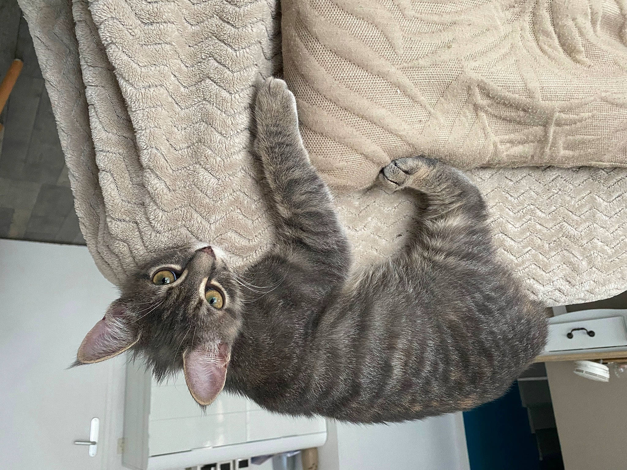 Sacha participe au concours pour gagner de l'argent avec cette photo : bird, bird_of_prey, carnivore, cat, claw, comfort, domestic_short_haired_cat, falconiformes, feather, felidae, fur, great_horned_owl, grey, owl, pattern, screech_owl, small_to_medium_sized_cats, tail, whiskers, wing