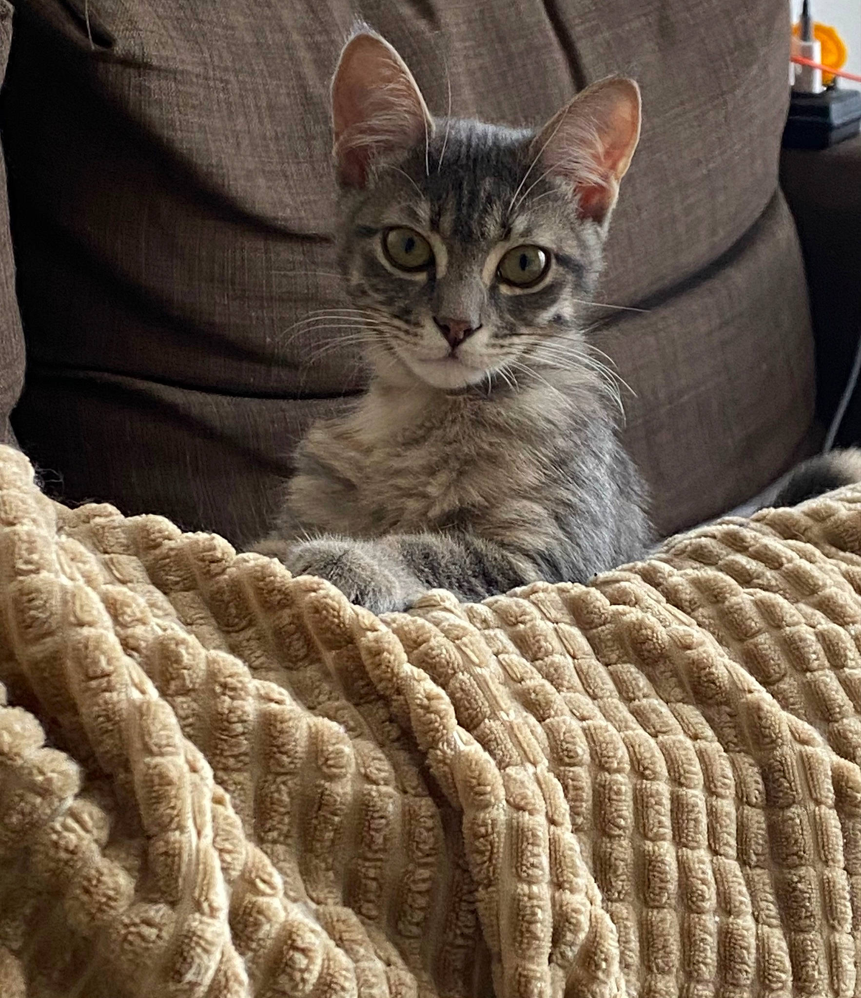 Sacha participe au concours pour gagner de l'argent avec cette photo : carnivore, cat, cat_bed, comfort, couch, domestic_short_haired_cat, felidae, fur, grey, paw, rope, sitting, small_to_medium_sized_cats, snout, terrestrial_animal, whiskers, wildlife, window, wood, wool