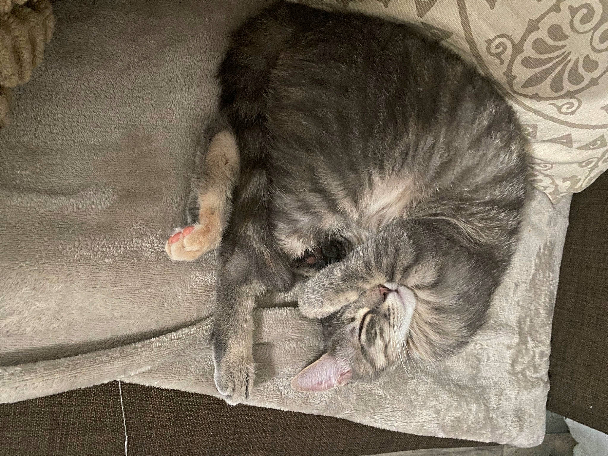 Sacha participe au concours pour gagner de l'argent avec cette photo : art, canidae, carnivore, cat, comfort, dog_breed, domestic_short_haired_cat, eye, felidae, fur, grey, nap, paw, small_to_medium_sized_cats, snout, sporting_group, tail, visual_arts, whiskers, wrinkle