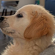 Amiska a rejoint le concours — aidez-le/la à gagner de superbes lots ! animal, attention, canine, closeup, cute, dog, ears, fluffy, fur, golden_retriever, head, indoor, muzzle, pet, portrait, profile, puppy, soft_lighting, whiskers, young
