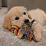 puppy, dog, golden_retriever, toy, rope_toy, chewing, pet, animal, cute, fluffy, soft, blanket, indoor, closeup, young, playful, resting, fur, paw, nose