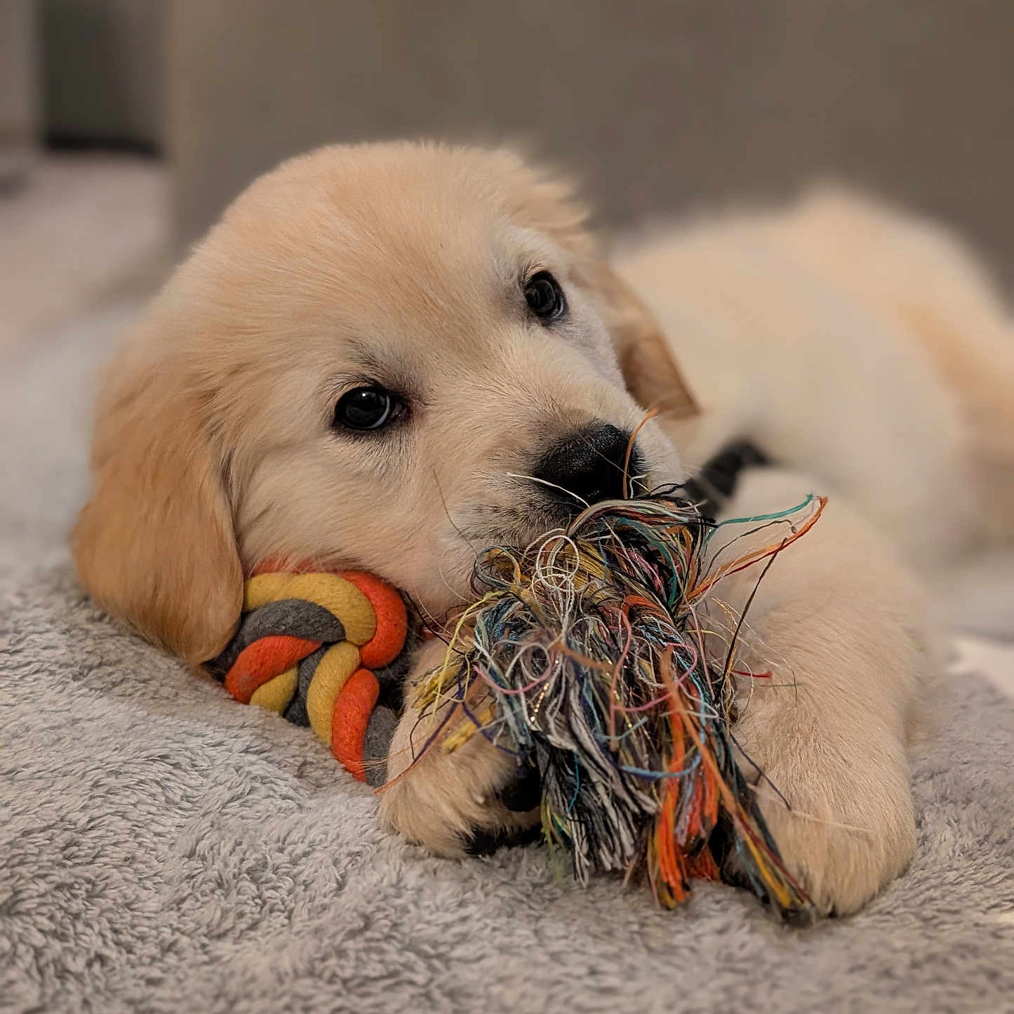 Amiska a rejoint le concours — aidez-le/la à gagner de superbes lots ! animal, blanket, chewing, closeup, cute, dog, fluffy, fur, golden_retriever, indoor, nose, paw, pet, playful, puppy, resting, rope_toy, soft, toy, young