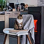 Rabat Chat a rejoint le concours — aidez-le/la à gagner de superbes lots ! cat, tabby_cat, chair, cushion, kitchen, fireplace, plant, window, coffee_maker, countertop, tile_floor, blanket, decor, modern_furniture, indoor, pet, feline, cozy, appliance, wooden_legs