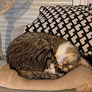 Rabat Chat a rejoint le concours — aidez-le/la à gagner de superbes lots ! cat, tabby, sleeping, cushion, pillow, patterned_pillow, indoor, furniture, cozy, relaxed, pet, animal, fur, whiskers, ears, nose, tail, close_up, resting, domestic_cat