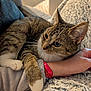 Rabat Chat a rejoint le concours — aidez-le/la à gagner de superbes lots ! cat, tabby, pet, animal, feline, paw, whiskers, fur, closeup, indoor, blanket, resting, cozy, human_arm, soft_texture, relaxed, domestic, comfort, couch, home