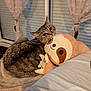 animal, bedroom, blanket, cat, comfort, cozy, curtains, cute, domestic, fur, indoor, pet, plush_toy, relaxation, resting, sloth, snuggling, soft_toy, tabby, window