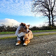 Loki a rejoint le concours — aidez-le/la à gagner de superbes lots ! dog, outdoor, sky, clouds, tree, gravel, nature, pet, animal, landscape, daytime, brown_fur, white_fur, calm, resting, canine, rural, bare_tree, blue_sky, sunlight