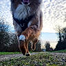 dog, running, outdoor, sky, clouds, path, gravel, grass, happy, canine, nature, trees, daylight, active, pet, animal, smiling, motion, playful, fur