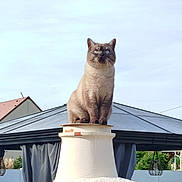 Nounou a rejoint le concours — aidez-le/la à gagner de superbes lots ! cat, animal, pet, sitting, rooftop, chimney, house, roof, outdoor, sky, clouds, garden, backyard, architecture, portrait, blue_eyes, fur, whiskers, alert, daylight