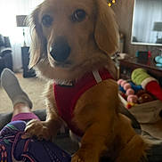 Virgil is registered to the contest to win money with this photo: dog, pet, indoor, living_room, harness, toy, string_lights, sofa, person, pants, footwear, lamp, television, curtains, carpet, furniture, cozy, home, animal, companion
