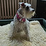 Lani is registered to the contest to win money with this photo: dog, white_dog, scarf, fluffy_rug, indoor, pet_bed, portrait, long_hair, beard, side_view, furniture, cozy, domestic_animal, canine, animal, cute, companion, pet, resting, decor