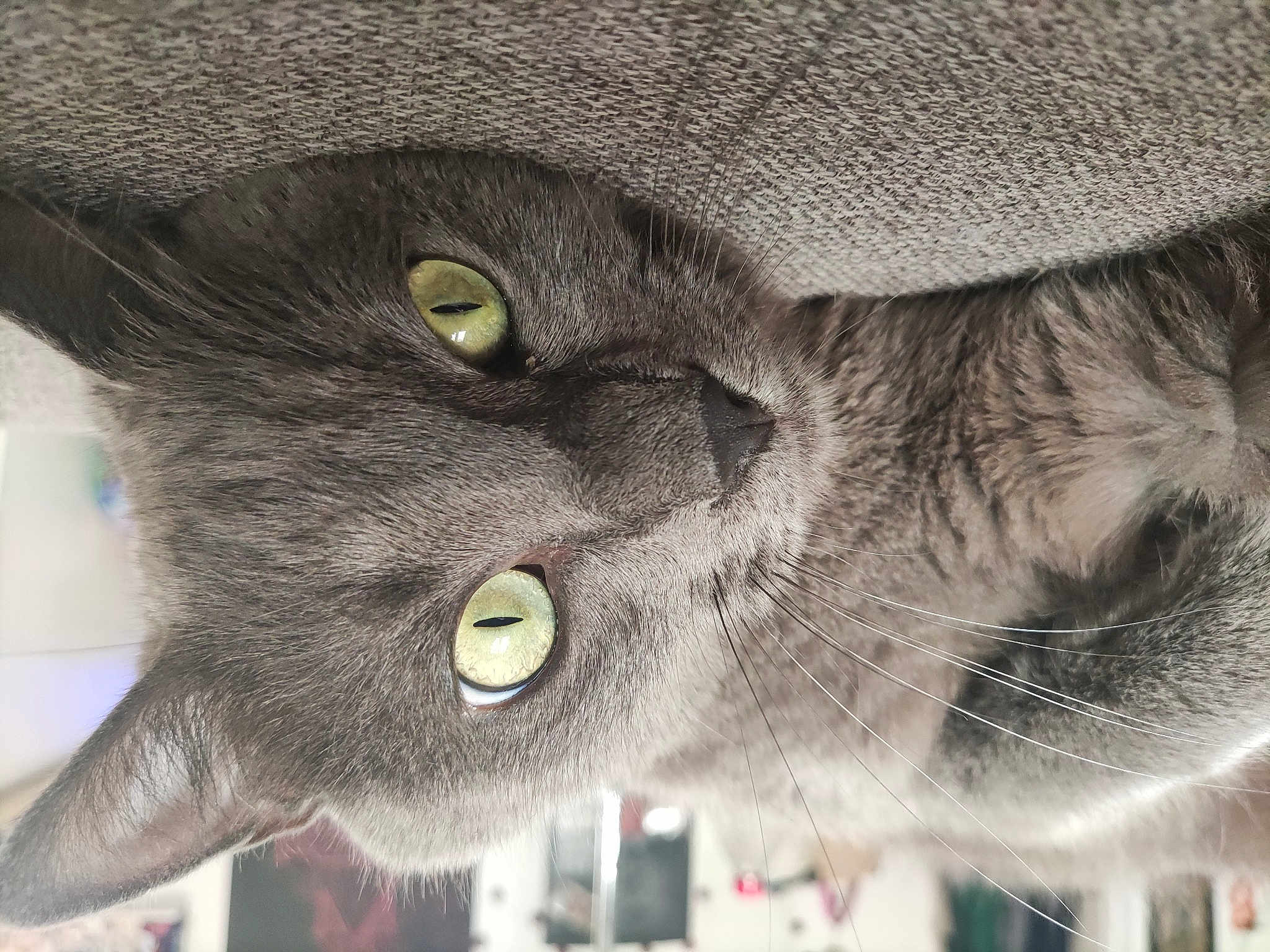 Bowie