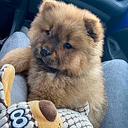 Alma a rejoint le concours — aidez-le/la à gagner de superbes lots ! puppy, dog, fluffy, brown, toy, plush, car_interior, lap, cute, pet, animal, furry, young_dog, indoors, seat, clothing, fabric, legs, nose, ears