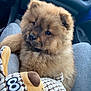 puppy, dog, fluffy, brown, toy, plush, car_interior, lap, cute, pet, animal, furry, young_dog, indoors, seat, clothing, fabric, legs, nose, ears