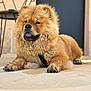 dog, chow_chow, fluffy, tongue_out, pet, animal, canine, indoor, floor, relaxed, portrait, brown_fur, paw, sitting, cute, furry, companion, domestic, friendly, calm