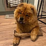 dog, puppy, chow_chow, fluffy, brown_fur, stick, wooden_floor, kitchen, towel, oven, indoor, pet, animal, cute, tongue_out, paw, furniture, flooring, domestic, relaxed