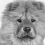 dog, fluffy, close_up, portrait, black_and_white, animal, pet, fur, face, nose, ears, cute, muzzle, canine, whiskers, soft, looking, expression, furry, domestic