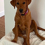 Nickel joined the competition — help win amazing prizes! dog, brown_dog, pet, canine, sitting, indoors, bed, blanket, white_blanket, pink_collar, collar, portrait, looking_at_camera, floppy_ears, black_nose, brown_fur, wood_floor, wall, home, cute