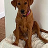 dog, brown_dog, pet, canine, sitting, indoors, bed, blanket, white_blanket, pink_collar, collar, portrait, looking_at_camera, floppy_ears, black_nose, brown_fur, wood_floor, wall, home, cute