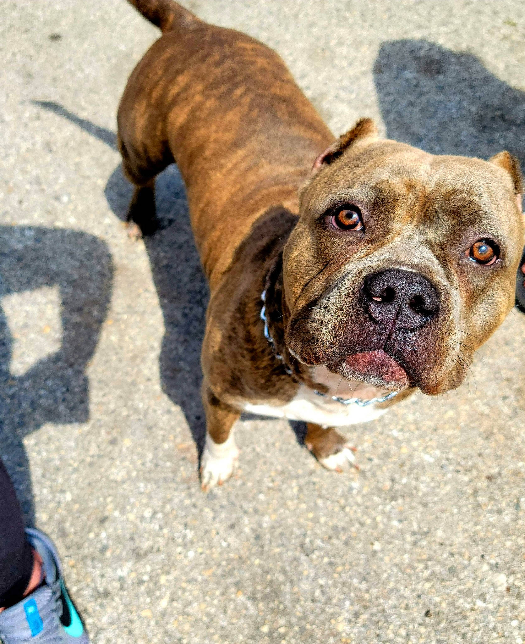 Laya joined the competition — help win amazing prizes! canidae, carnivore, collar, companion_dog, dog, dog_breed, dog_collar, fawn, leash, liver, non_sporting_group, road_surface, snout, sporting_group, terrestrial_animal, working_animal, working_dog, wrinkle