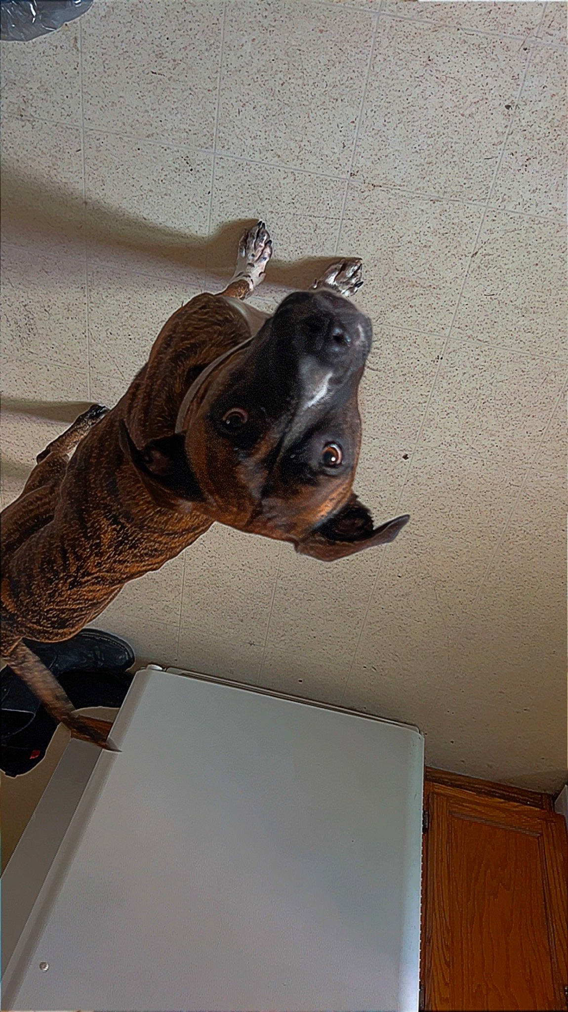 Leah joined the competition — help win amazing prizes! art, bronze_sculpture, canidae, carnivore, ceiling, dog_breed, fawn, felidae, metal, pet_supply, room, sculpture, small_to_medium_sized_cats, snout, sporting_group, tail, terrestrial_animal, visual_arts, wood, working_animal