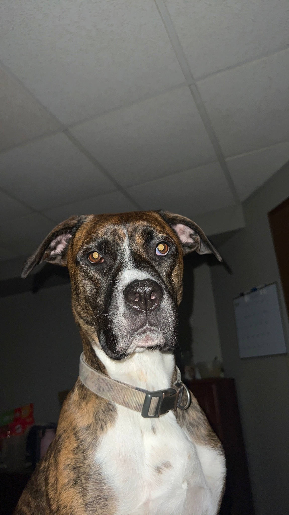 Leah joined the competition — help win amazing prizes! boxer, canidae, carnivore, collar, companion_dog, dog, dog_breed, dog_collar, fawn, fur, guard_dog, molosser, non_sporting_group, puppy, snout, sporting_group, whiskers, working_animal, working_dog, wrinkle