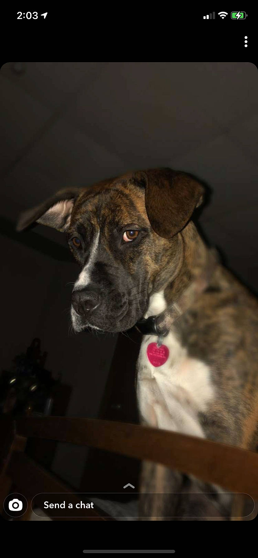 Leah is registered to the contest to win money with this photo: ancient_dog_breeds, canidae, carnivore, collar, companion_dog, dog, dog_breed, dog_collar, fur, guard_dog, hunting_dog, liver, non_sporting_group, plott_hound, puppy, sporting_group, terrestrial_animal, whiskers, working_animal, working_dog