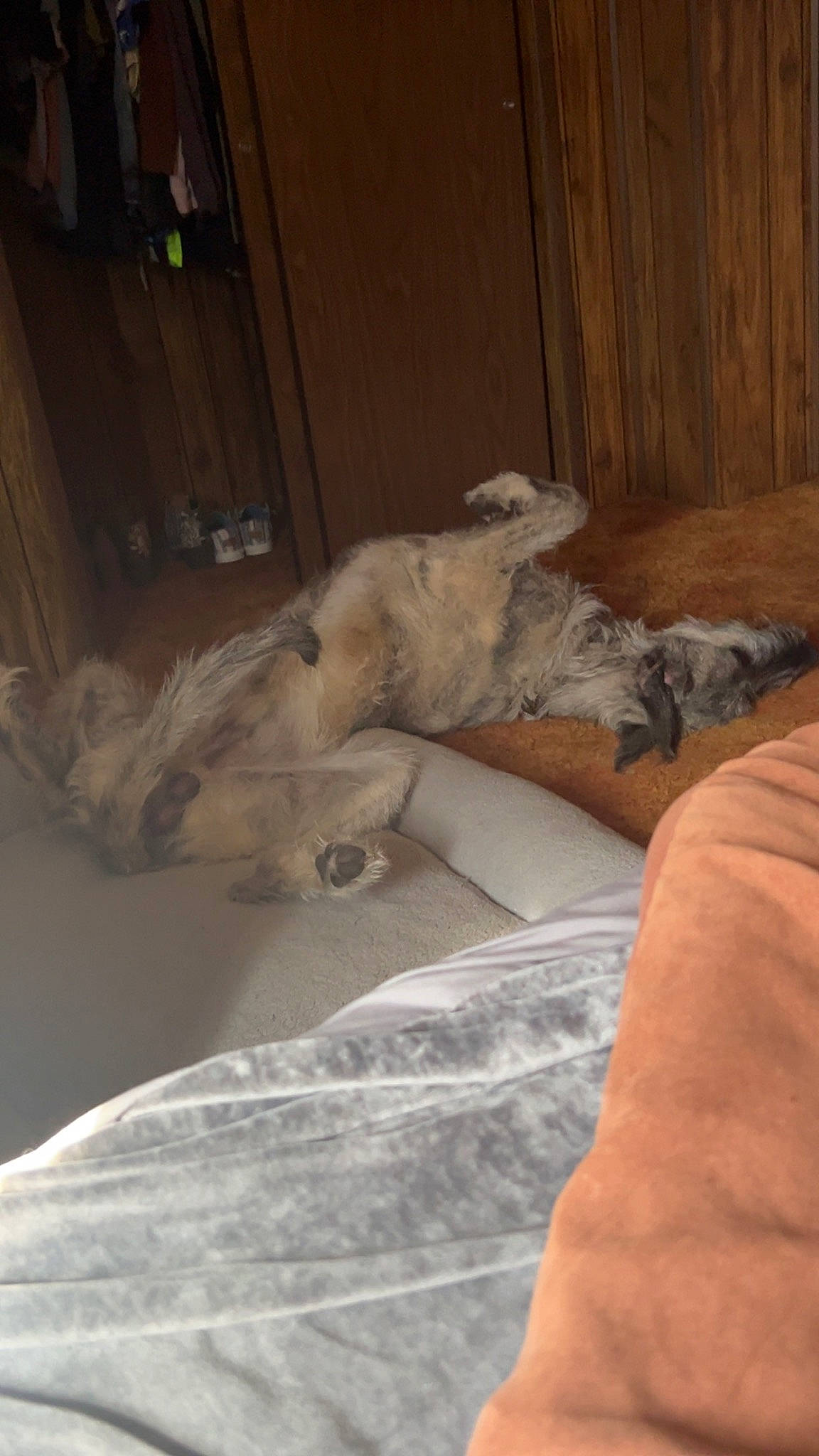 Finn is registered to the contest to win money with this photo: canidae, carnivore, comfort, companion_dog, dog, fawn, felidae, floor, flooring, fur, hardwood, human_leg, linens, room, small_to_medium_sized_cats, sporting_group, tail, whiskers, wood, wood_stain