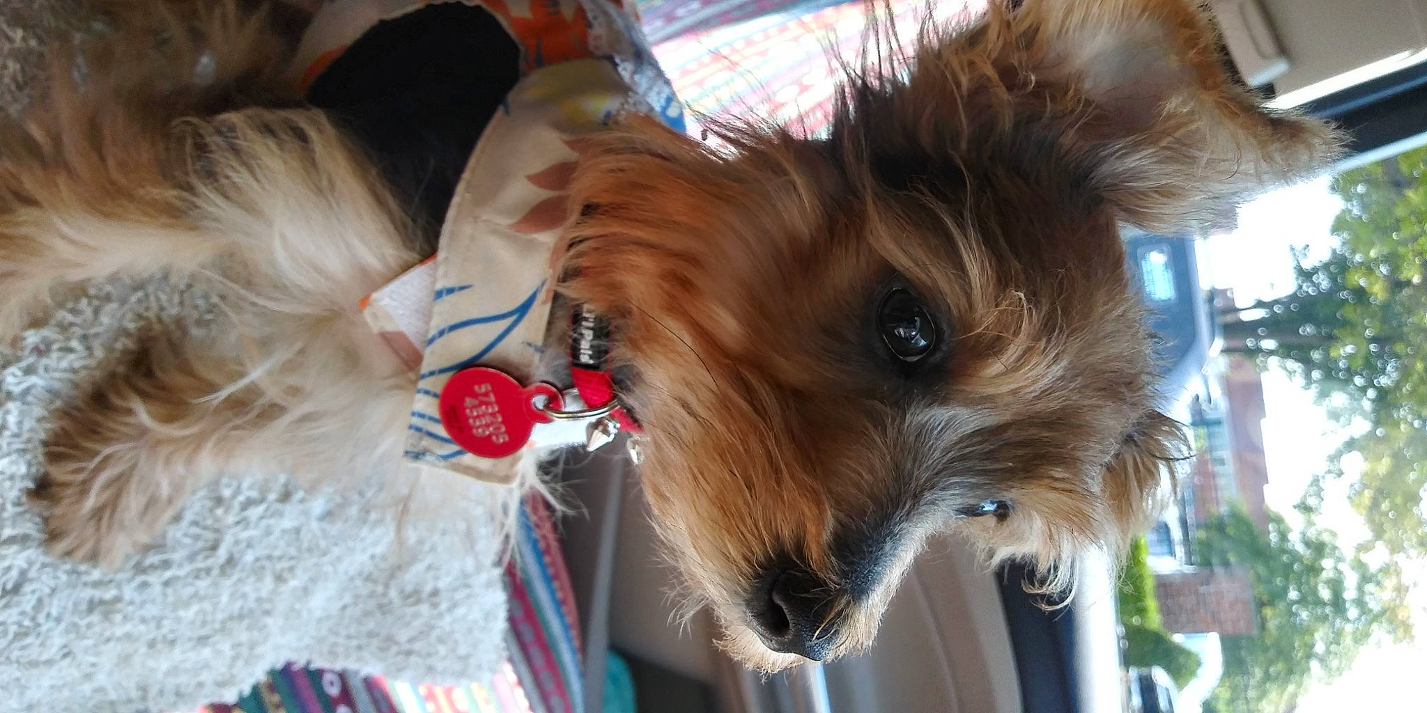 Sissy joined the competition — help win amazing prizes! canidae, carnivore, collar, companion_dog, dog, dog_breed, dog_clothes, dog_supply, ear, fashion_accessory, fawn, fur, liver, mammal, plant, snout, sporting_group, sunglasses, toy_dog, whiskers