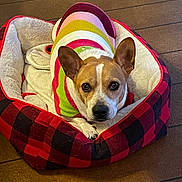 Ellie joined the competition — help win amazing prizes! dog, pet, canine, bed, plaid_bed, sweater, striped_sweater, hardwood_floor, ears, eyes, nose, paws, cozy, indoor, portrait, looking_at_camera, resting, blanket, home, cute