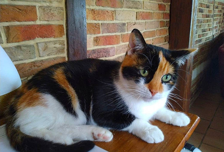 Flora a rejoint le concours — aidez-le/la à gagner de superbes lots ! brick, brickwork, carnivore, cat, domestic_short_haired_cat, felidae, flooring, fur, hardwood, paw, small_to_medium_sized_cats, snout, table, tail, varnish, whiskers, window, wood, wood_flooring, wood_stain