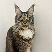 Siméon a rejoint le concours — aidez-le/la à gagner de superbes lots ! cat, maine_coon, feline, pet, long_hair, whiskers, ears, green_eyes, sitting, indoor, fur, muzzle, portrait, animal, domestic_animal, tabby, white_chest, close_up, cute, curious