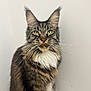 cat, maine_coon, feline, pet, long_hair, whiskers, ears, green_eyes, sitting, indoor, fur, muzzle, portrait, animal, domestic_animal, tabby, white_chest, close_up, cute, curious