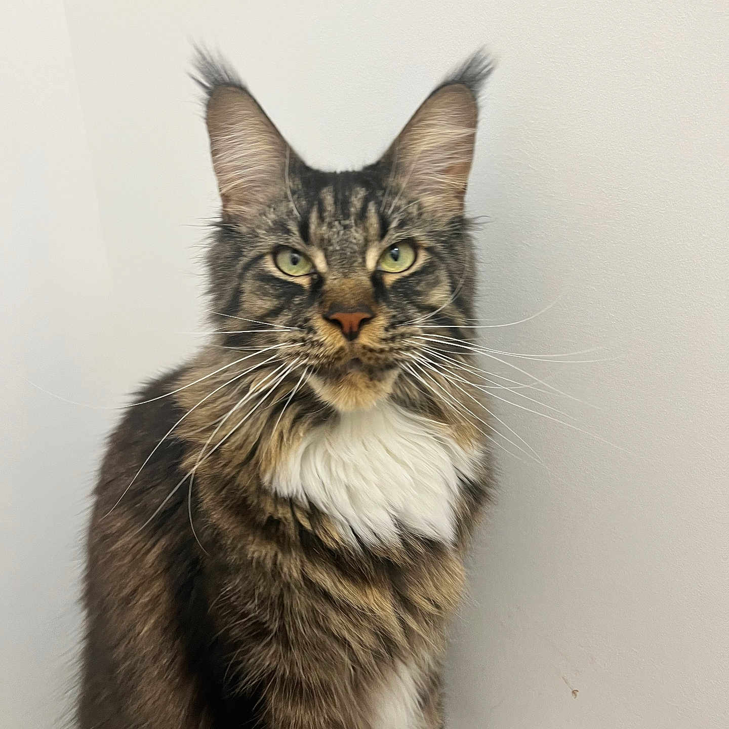 Siméon a rejoint le concours — aidez-le/la à gagner de superbes lots ! animal, cat, close_up, curious, cute, domestic_animal, ears, feline, fur, green_eyes, indoor, long_hair, maine_coon, muzzle, pet, portrait, sitting, tabby, whiskers, white_chest