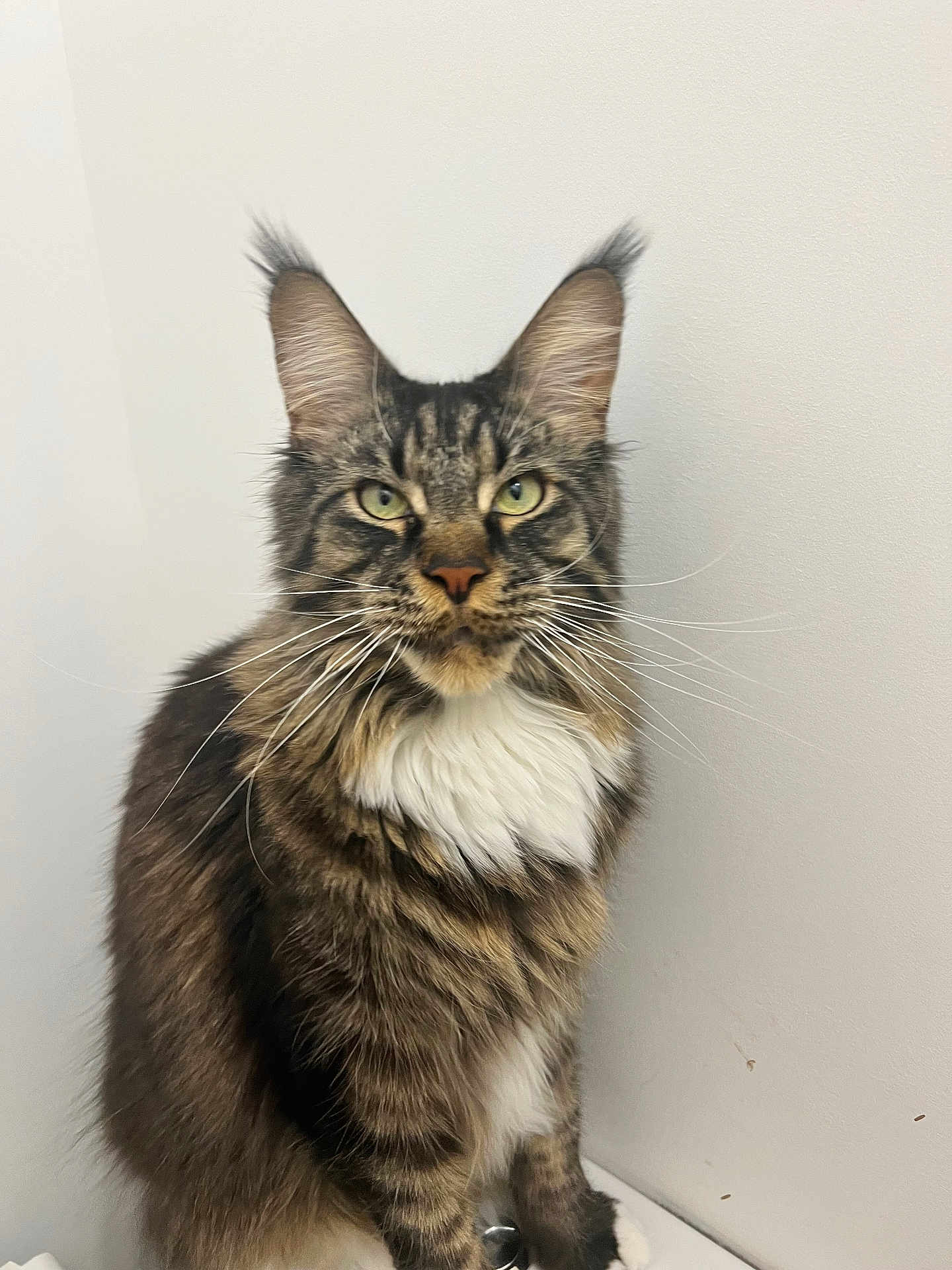 Siméon a rejoint le concours — aidez-le/la à gagner de superbes lots ! cat, maine_coon, feline, pet, long_hair, whiskers, ears, green_eyes, sitting, indoor, fur, muzzle, portrait, animal, domestic_animal, tabby, white_chest, close_up, cute, curious