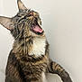 Siméon a rejoint le concours — aidez-le/la à gagner de superbes lots ! cat, tabby, fluffy, paw, whiskers, teeth, tongue, feline, pet, animal, cute, indoor, closeup, mammal, playful, expression, mouth_open, fur, claws, white_background