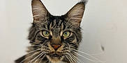 Siméon a rejoint le concours — aidez-le/la à gagner de superbes lots ! cat, maine_coon, feline, pet, whiskers, ears, green_eyes, fluffy, fur, portrait, animal, domestic_cat, long_hair, looking_at_camera, close_up, indoor, white_background, cute, mammal, sitting