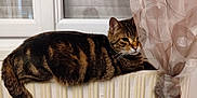 Yumi participe au concours pour gagner de l'argent avec cette photo : animal, cat, comfort, cozy, curtain, domestic_animal, face, fur, home, indoor, pet, radiator, relaxed, resting, sleepy, striped, tabby_cat, tail, whiskers, window