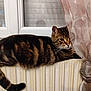 animal, cat, comfort, cozy, curtain, domestic_animal, face, fur, home, indoor, pet, radiator, relaxed, resting, sleepy, striped, tabby_cat, tail, whiskers, window